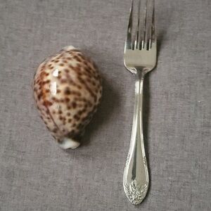 Spotted Seashell Decor Tiger Cowrie Cypraea Tigris Leopard Pattern Seashell